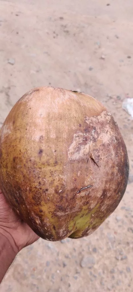 Raw Coconut