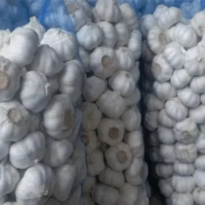 Garlic 38-50 mm